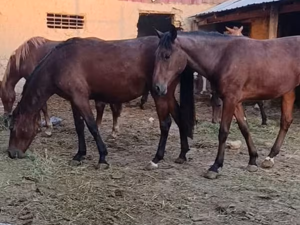Égua, Kyrgyz Horse