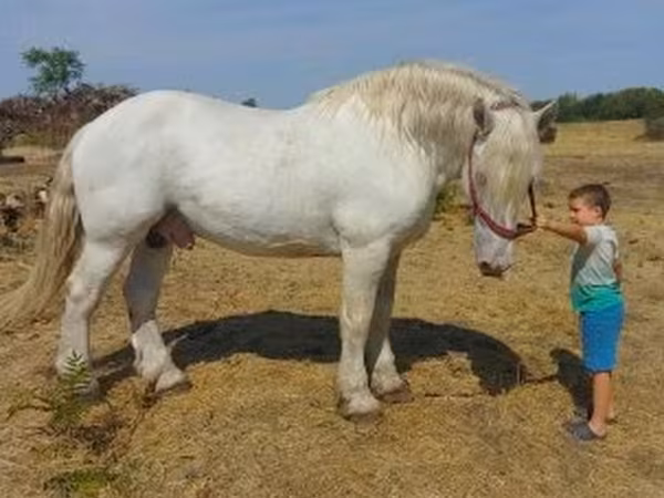 حصان, Percheron