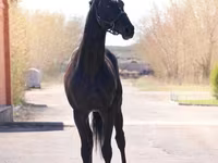 Koń, Thoroughbred horse — zdjęcie 6