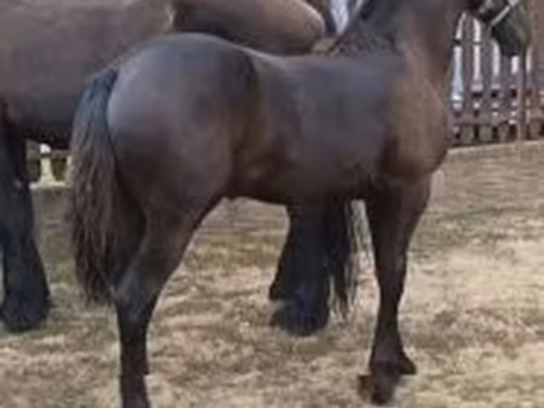 雌馬, Friesian