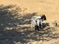 عنزة, Dutch Landrace goats — الصورة 2