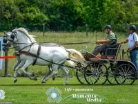 Кобила, Lipizzaner — фото 1