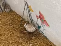 Quails — फ़ोटो 2