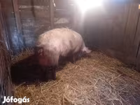 मादा सूअर, सूअर — फ़ोटो 4
