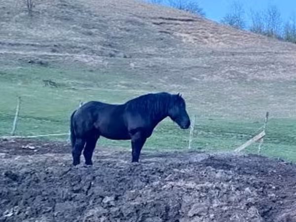 Hengst, Kabardian horse