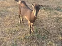 Goat, Goats — photo 3
