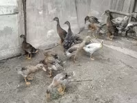 Ducks — zdjęcie 2