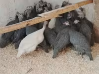 Guinea fowl — zdjęcie 4