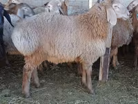 Қошқар, Arashan sheep — 4-сурет