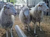 Qoʻchqor, Cameroon sheep — 5-rasm