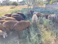 Sheep, Sheep — photo 3