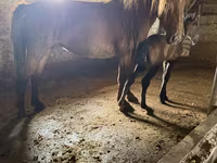 雌馬, Kazakh horse — 写真 2