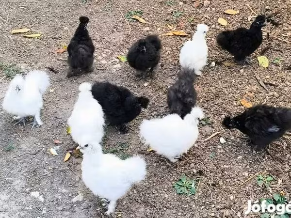 Seidenhuhn
