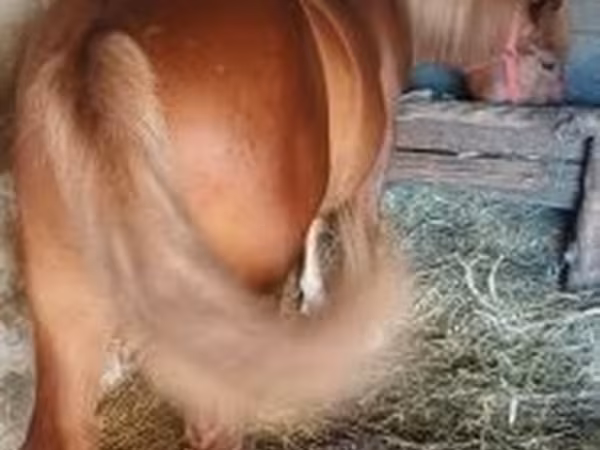 公马, Horses