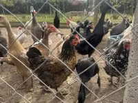 Chickens — fotografija 2