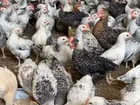 Chickens — 写真 2