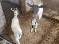 Bode, Dutch Landrace goats — foto 2