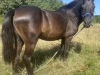 Cavalo, Cavalos — foto 2