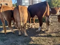 母牛, Limousin cow — 照片 3