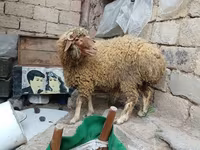 Bélier, Moutons — photo 2