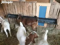 Ziegenbock, Boer goat — Foto 3