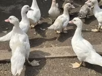 Ducks — Foto 3