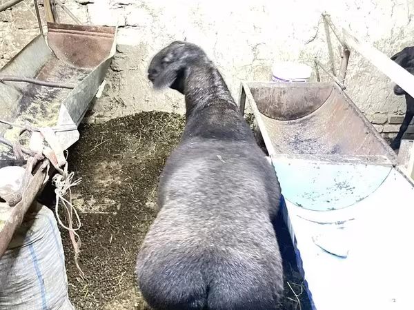 Қошқар, Hissar sheep