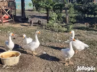 Geese — foto 2