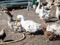 Geese — zdjęcie 2