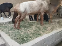 Ovan, Edilbay sheep — fotografija 2