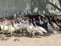 Turkeys — fotografija 1