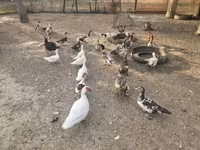 Ducks — फ़ोटो 2