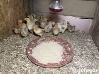 Chickens — الصورة 2