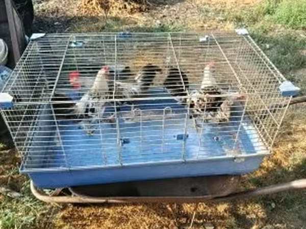 Японский миниатюрный