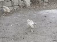 Chickens — fotografija 1