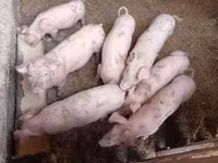 Säue, Schweine — Foto 5