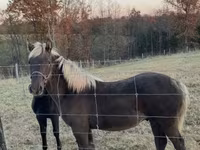 Pastuv, Rocky Mountain Horse — fotografija 6