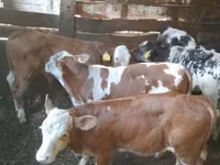 ثور, Simmental cattle — الصورة 1
