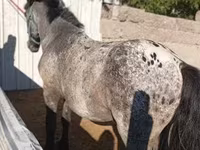 雄馬, Appaloosa — 写真 2