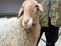 Ovca, Awassi sheep — fotografija 8