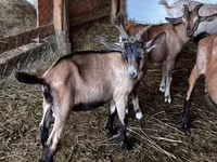 Kozioł, Nubian Goat — zdjęcie 1