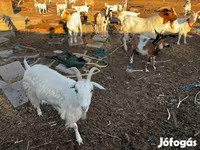 母山羊, Goats — 照片 2