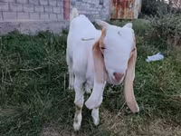 Jarac, Gulabi goats — fotografija 1