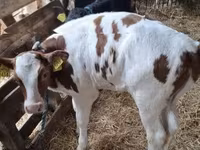 Cow, Simmental cattle — photo 8