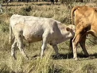 Touro, Vaca vermelha sem chifres — foto 3