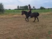 Kobyła, Konie — zdjęcie 1