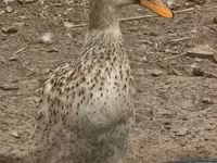 Geese — zdjęcie 8