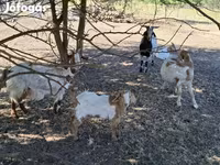 Billy Goat, Goats — photo 4