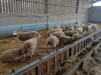 نعجة, Rouge de l’Ouest sheep — الصورة 1