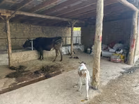 Krava, Swiss cattle — fotografija 1